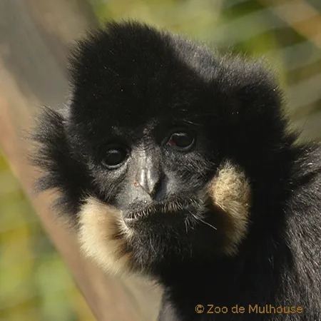 mini-menu-carre-gibbon.jpg