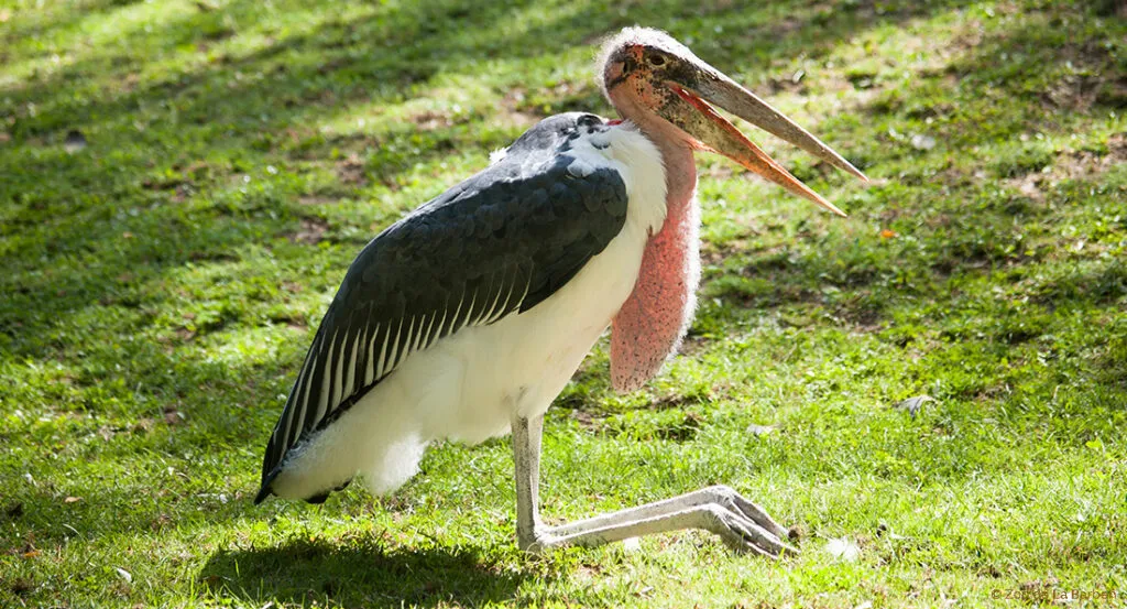 model-fiche-animaux.jpg