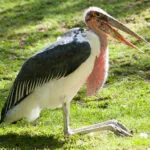model-fiche-animaux.jpg