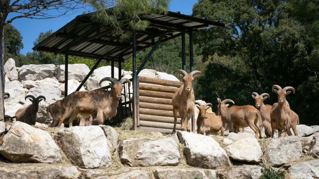 mouflon-03042020-4-1-scaled-1.jpg
