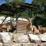 mouflon-03042020-4-1-scaled-1.jpg