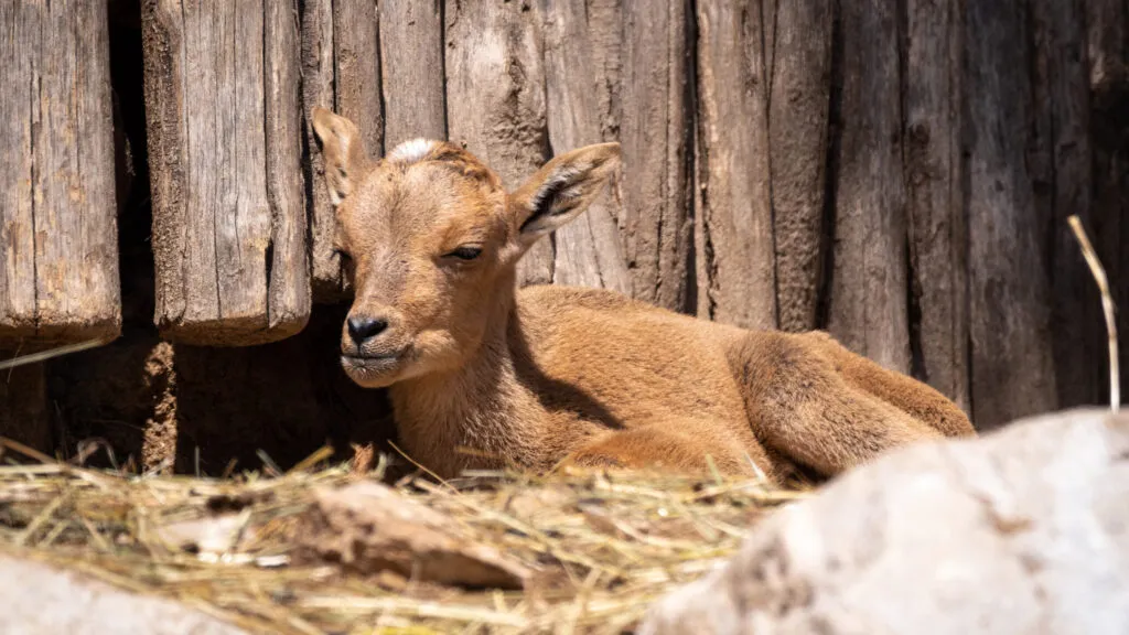 mouflon-03042020-6-1-scaled-1.jpg