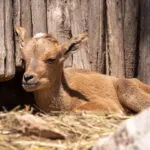 mouflon-03042020-6-1-scaled-1.jpg