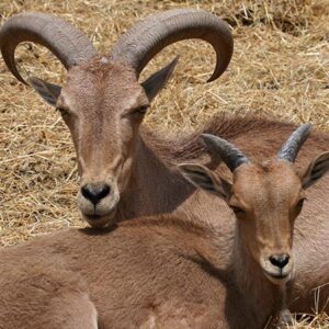 Bighorn sheep