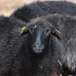 Karakul Sheep