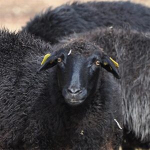 Karakul Sheep