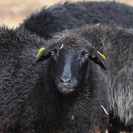 Karakul Sheep