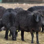 mouton_karakul.jpg