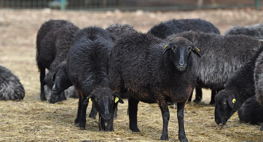 mouton_karakul.jpg