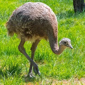 American rhea