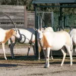 oryx-algazelle-09022020-1-scaled-1.jpg