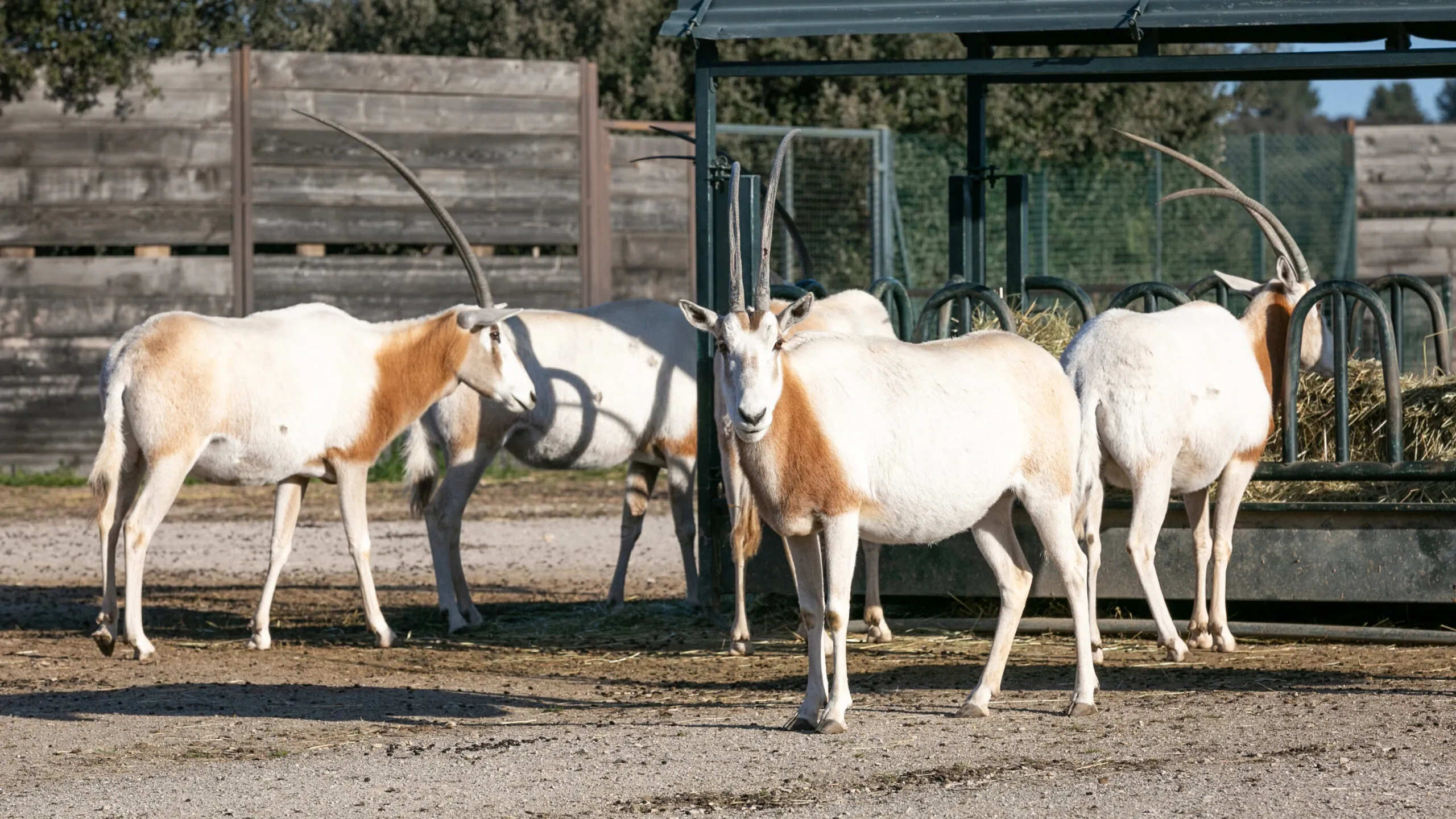 oryx-algazelle-09022020-1-scaled-1.jpg