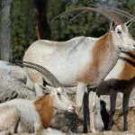 oryx-algazelle.jpg