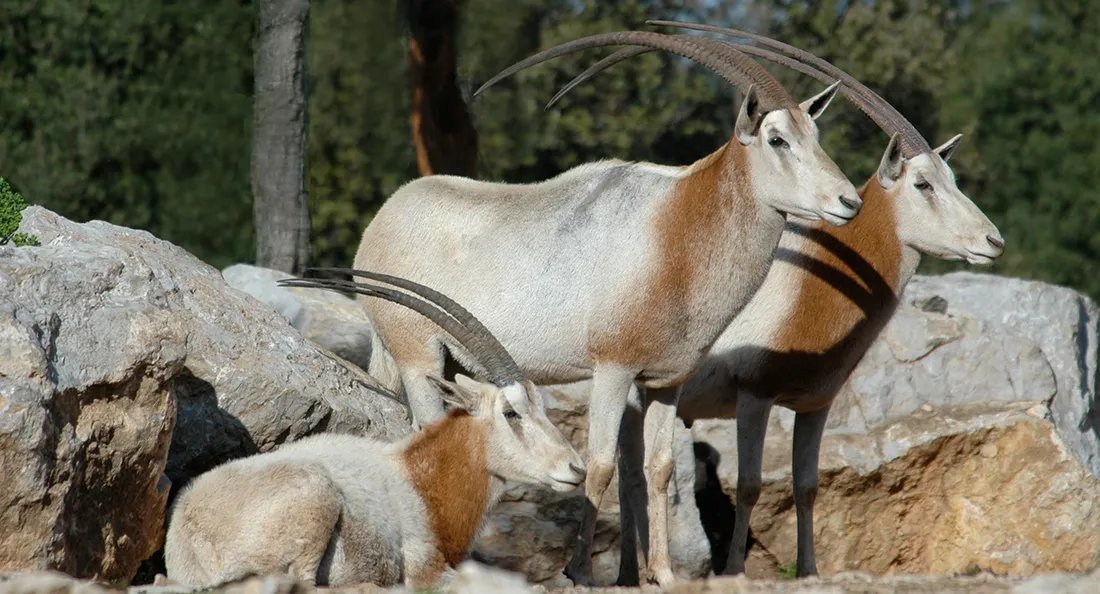 oryx-algazelle.jpg
