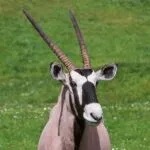 oryx-beisa.jpg