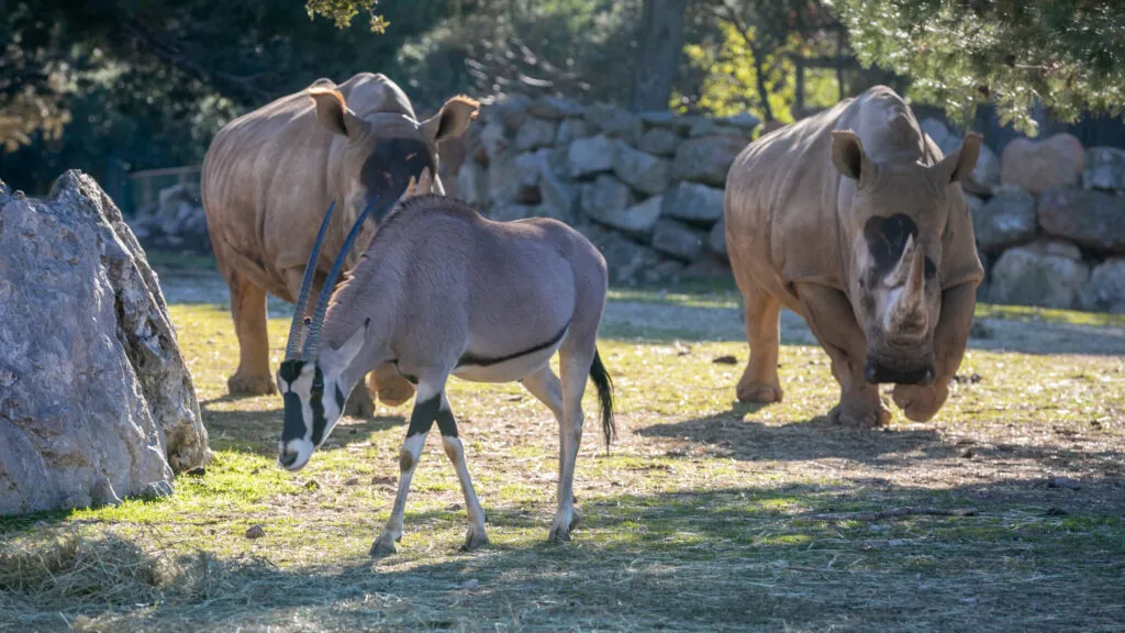 oryx-beisa-19012021-1-scaled-1.jpg