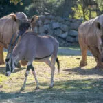 oryx-beisa-19012021-1-scaled-1.jpg