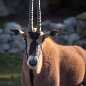 Oryx beisa