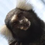 White brush marmoset