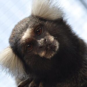 White brush marmoset