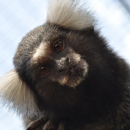 White brush marmoset