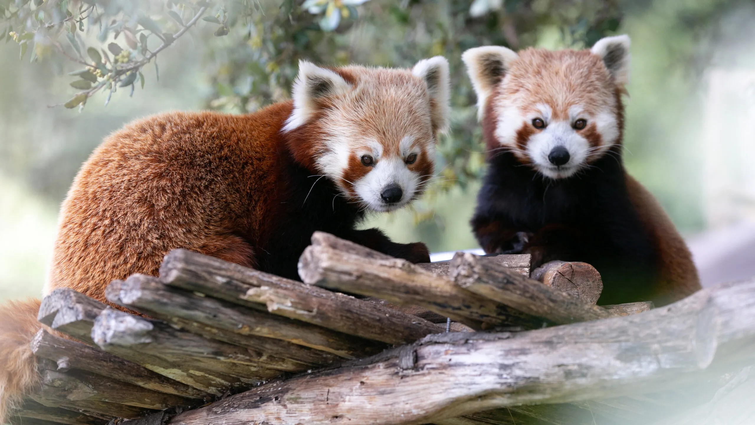 panda-roux-01052020-15-scaled-3.jpg