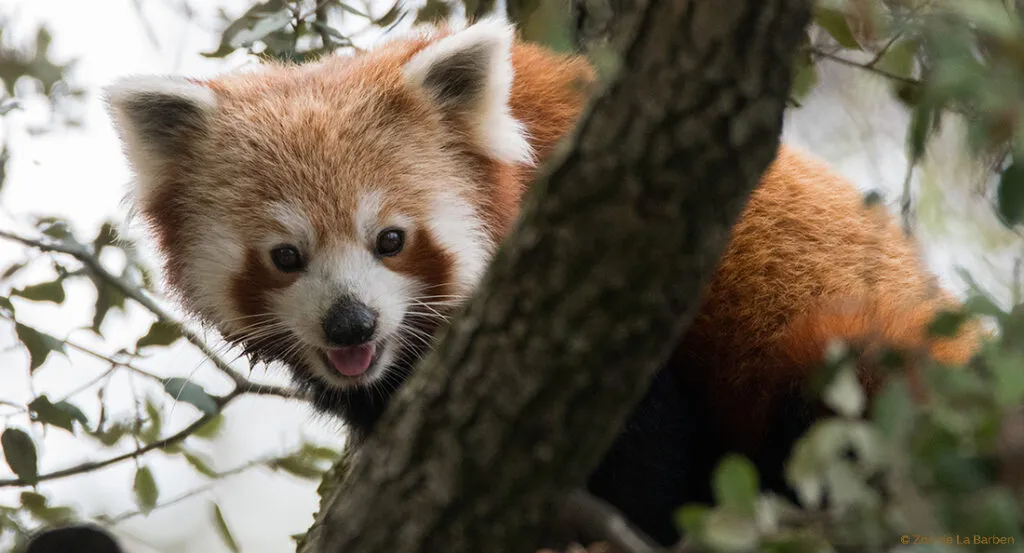 panda-roux-bandeau.jpg