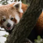 panda-roux-bandeau.jpg