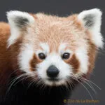 panda-roux-carre.jpg