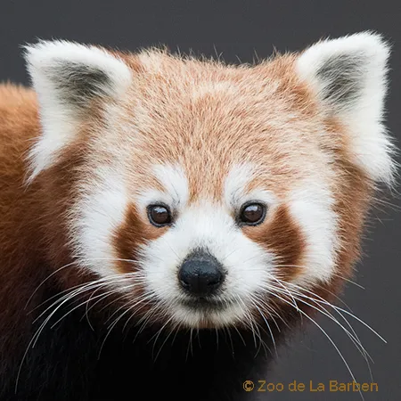 panda-roux-carre.jpg