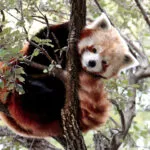 Red Panda