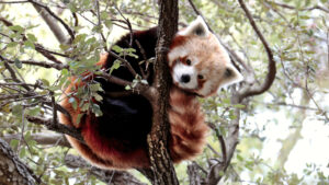 Red Panda