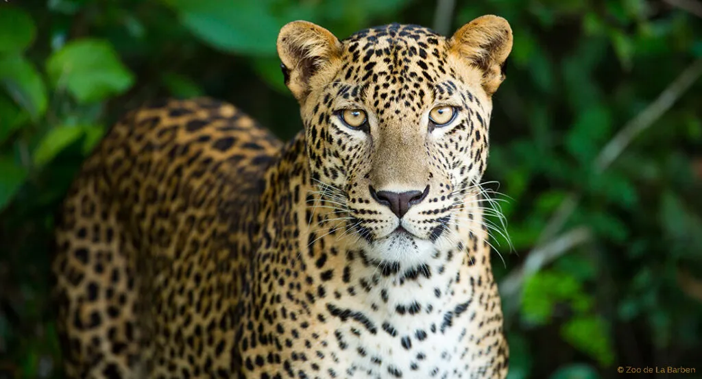 panthere_fiche_animaux.jpg