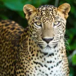 panthere_fiche_animaux.jpg