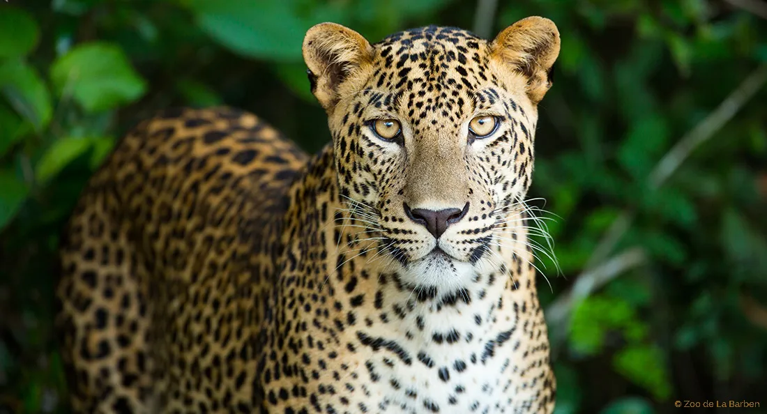 panthere_fiche_animaux.jpg
