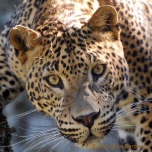 Panther