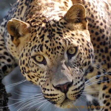 Panther