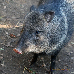 Collared peccary
