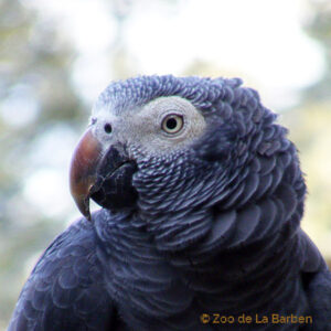 African grey parrot