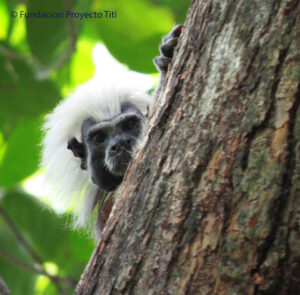 tamarins pinchés – Fondation Proyecto titi