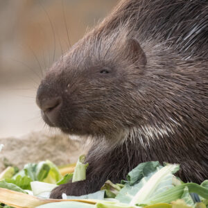 Crested porcupine