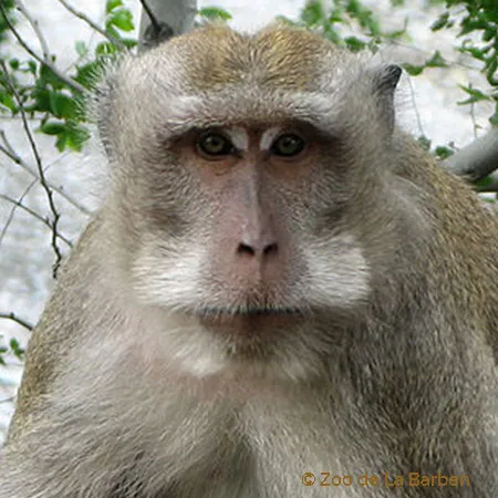 portfolia_macaque_crabier.jpg