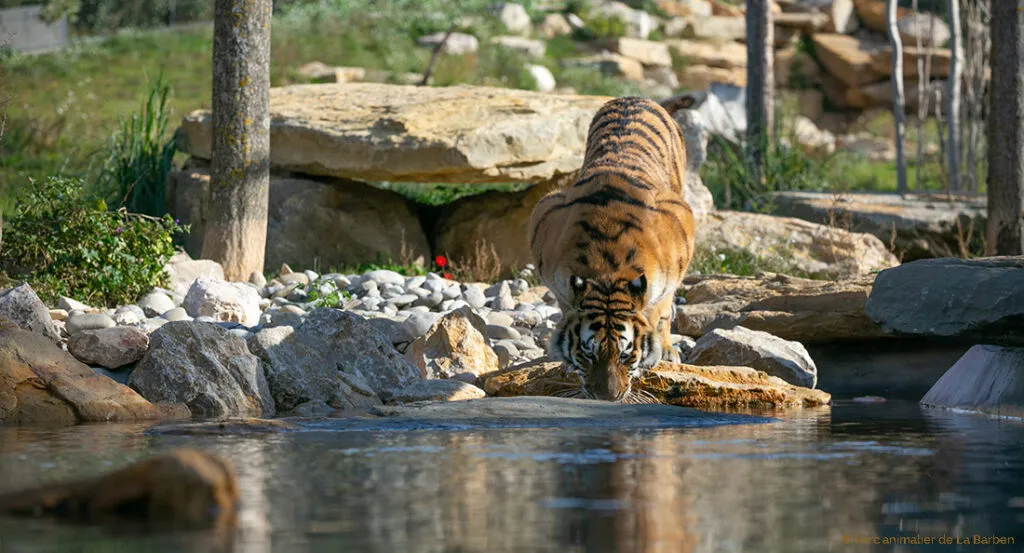 portfolio_tigre_1.jpg