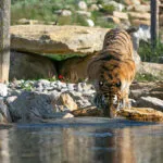 portfolio_tigre_1.jpg