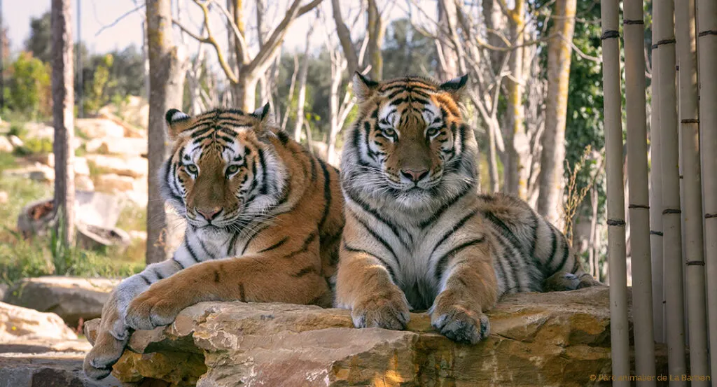 portfolio_tigre_2.jpg