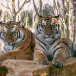 portfolio_tigre_2.jpg