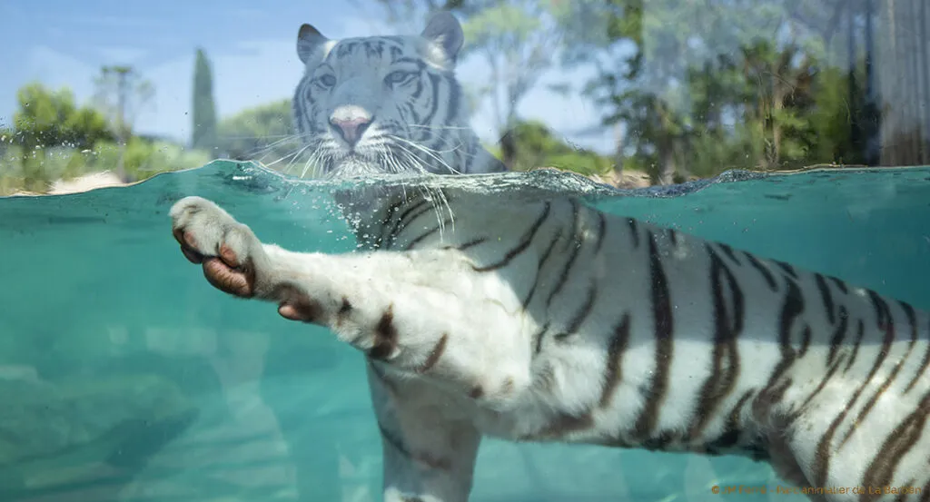 portfolio_tigre_3.jpg