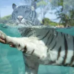 portfolio_tigre_3.jpg