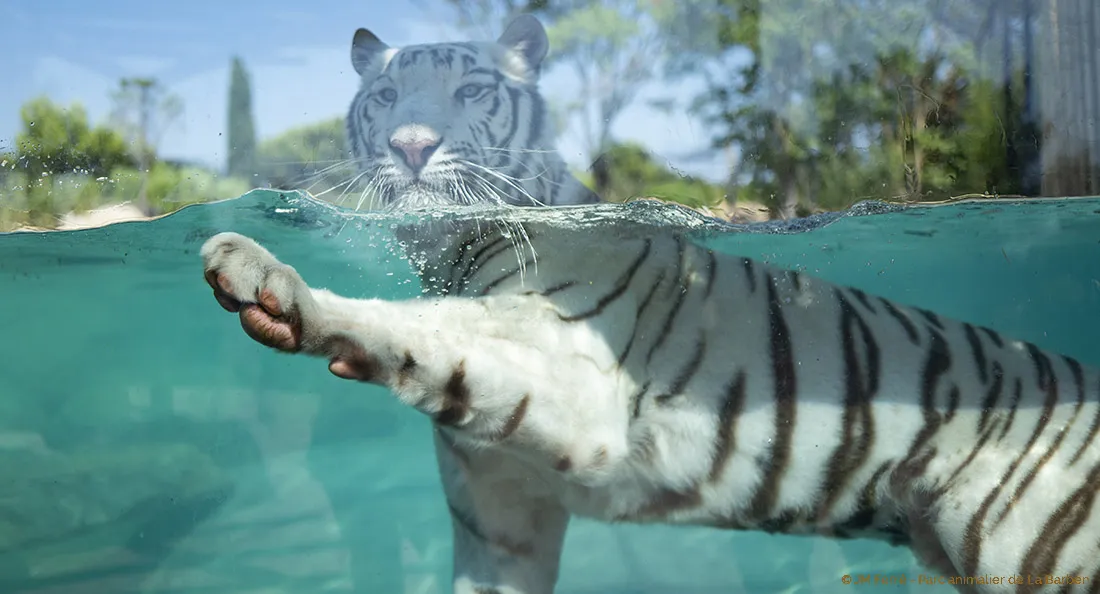 portfolio_tigre_3.jpg