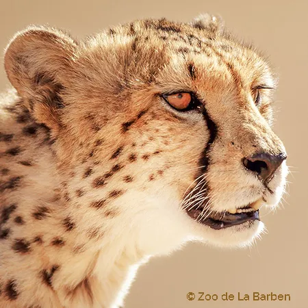 portrait-guepard.jpg